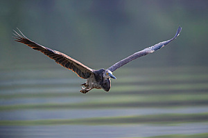 Great-billed Heron - Laurie Ross